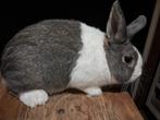 Te koop Hollanders, Dieren en Toebehoren, Konijnen, Meerdere dieren, Groot