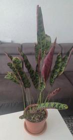 Calathea, Ophalen, Overige soorten, Minder dan 100 cm