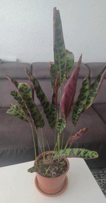 Calathea beschikbaar voor biedingen