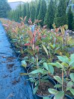 Photinia 40cm en Portugese laurier 30cm in20cmpot €2, Ophalen, Laurier, Minder dan 100 cm