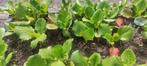 Schoenlappersleer, Tuin en Terras, Planten | Tuinplanten, Ophalen, Overige soorten, Volle zon
