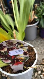 Orchidieen, Tuin en Terras, Planten | Tuinplanten, Ophalen of Verzenden, Eenjarig, Overige soorten, Volle zon