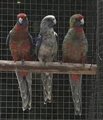 Te koop Penant Rosella, Dieren en Toebehoren, Meerdere dieren, Parkiet