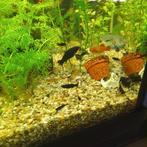 Platy 's oranje/zilver, Vis