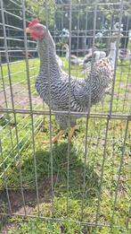 Amrock  hanen, Dieren en Toebehoren, Mannelijk, Kip