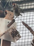 Koppel kleine putters 2025, Dieren en Toebehoren, Vogels | Overige Vogels, Meerdere dieren, Wildzangvogel, Geringd