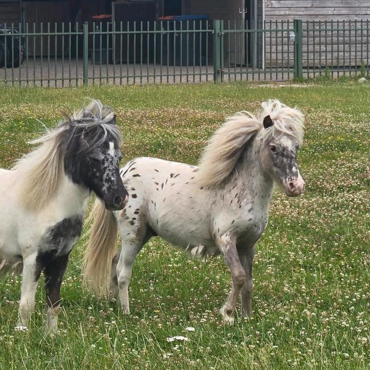 Enkele Bloedmooie Mini Hengstjes, Zilverappel, Appaloosa, Dieren en Toebehoren, Pony's, Hengst, Onbeleerd, A pony (tot 1.17m)
