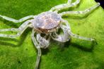 Limnopilos naiyanetri / Micro spider crab, Kreeft, Krab of Garnaal