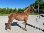 Te Koop: mooie 5 jarige merrie, Dieren en Toebehoren, Pony's, Merrie, Gechipt, Dressuurpony, Zadelmak