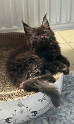 Mooie Maine Coon-kittens, Dieren en Toebehoren, Katten en Kittens | Raskatten | Langhaar, Poes, Gechipt