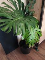 Grote stek van gatenplant, Monstera Deliciosa, stek 4, Ophalen, Overige soorten, Minder dan 100 cm