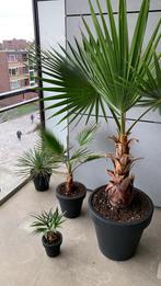 Grote palmboom wasingtonia robusta circa 165 cm hoog, Ophalen of Verzenden
