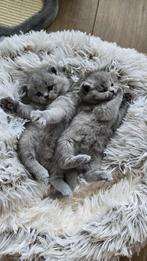 4 prachtige britse korthaar kittens raszuiver te koop, Dieren en Toebehoren, Poes, Gechipt, 0 tot 2 jaar