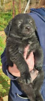 Ontmoet Nubby – Een klein hart vol vreugde, Dieren en Toebehoren, Honden | Niet-rashonden, Particulier, Rabiës (hondsdolheid)