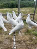 Takla duiven tuimelaar, Dieren en Toebehoren, Vogels | Duiven, Meerdere dieren, Tuimelaar of Roller