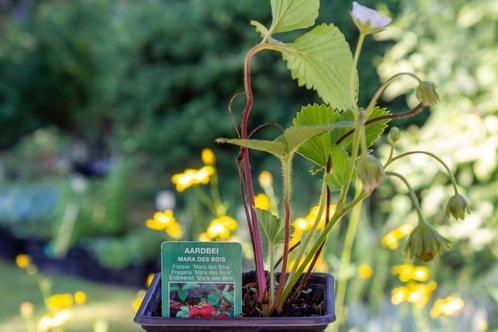 Aardbei planten diverse soorten, Tuin en Terras, Planten | Tuinplanten, Ophalen of Verzenden