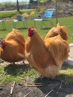 Orpington hanen, Dieren en Toebehoren, Pluimvee, Mannelijk, Kip