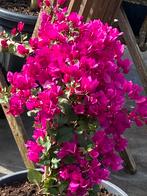 Aangeboden 2 prachtige grote bougainvillea’s in ruime potten, Volle zon, Vaste plant, Zomer, Ophalen