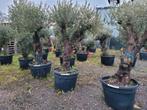 oude olijfbomen diverse maten, 100 tot 250 cm, Olijfboom, Zomer, Ophalen