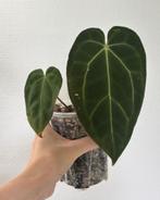 Anthurium Papillilaminum Hybrid, Ophalen of Verzenden, Overige soorten, Minder dan 100 cm