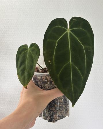 Anthurium Papillilaminum Hybrid beschikbaar voor biedingen