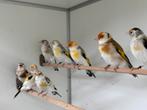 Majoor putters - Carduelis carduelis, Meerdere dieren, Wildzangvogel, Geringd