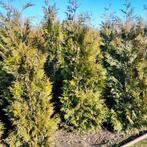Haagconiferen thuja brabant en Martin, Ophalen, Conifeer, Haag, 100 tot 250 cm