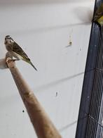 Mooi koppel mozambique Cini's, Meerdere dieren, Tropenvogel, Geringd