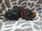 Jonge lieve cavia beertjes, Dieren en Toebehoren, Knaagdieren, Juni, Mannelijk, Cavia