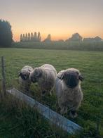 Walliser Schwarznase, Dieren en Toebehoren, Schapen, Geiten en Varkens, Meerdere dieren, Geit