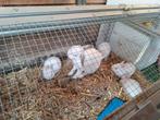 4 leuke witte babykonijnen mogen nu weg!, Dieren en Toebehoren, Pluimvee, Meerdere dieren, Kip