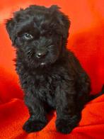 Bouvier pups, Bouvier, 8 tot 15 weken, Meerdere dieren, Eén hond