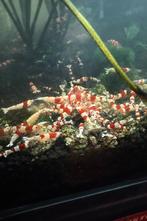 Te koop: Crystal Red Caridina garnalen (op regenwater), Kreeft, Krab of Garnaal, Zoetwatervis, Schoolvis