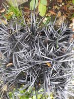 13 ophiopogon niger /gras, Tuin en Terras, Planten | Tuinplanten, Ophalen, Overige soorten, Volle zon