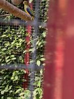 Blauwvleugel parkiet pop, Dieren en Toebehoren, Vogels | Parkieten en Papegaaien, Vrouwelijk, Parkiet, Geringd