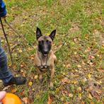 Mooie, superlieve Mechelse herder reu van 18 maanden, Dieren en Toebehoren, Reu, 1 tot 2 jaar, Eén hond, Herder