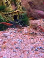 garnalen tekoop, Kreeft, Krab of Garnaal, Zoetwatervis