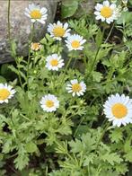 Mini Margrietje, Ophalen of Verzenden, Zaad