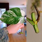 Monstera variegata stek, Huis en Inrichting, Kamerplanten, Ophalen, Halfschaduw, Minder dan 100 cm