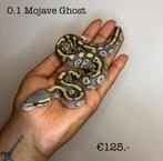 0.1 Mojave Ghost NK25, Dieren en Toebehoren, Slang