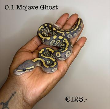 0.1 Mojave Ghost NK25 beschikbaar voor biedingen