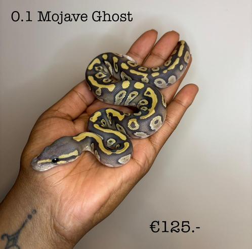 0.1 Mojave Ghost NK25, Dieren en Toebehoren, Reptielen en Amfibieën, Slang