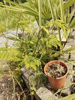 Albizia julibrissin rosea, Tuin en Terras, Planten | Bomen, 100 tot 250 cm, Zomer, Zuilboom, Ophalen