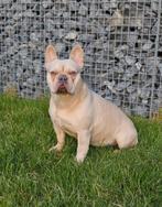 Mooie Blue fawn creame franse bulldog dekreu ter dekking, Dieren en Toebehoren, Honden | Bulldogs, Pinschers en Molossers, Particulier