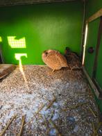 Japanse Kwartel Trio, Meerdere dieren, Overige soorten