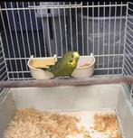 Parkiet (zonder kooi), Dieren en Toebehoren, Vogels | Overige Vogels, Mannelijk, Tropenvogel