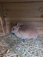 Dwergkonijn, Dieren en Toebehoren, Vrouwelijk, Dwerg, 0 tot 2 jaar