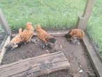 Gratis Kuikens Sabelpoot Kriel, Dieren en Toebehoren, Pluimvee, Meerdere dieren, Kip