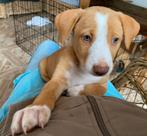 Zachtaardige pup Boaz, Rabiës (hondsdolheid), 8 tot 15 weken, Buitenland, Eén hond