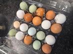 Mix broedei (araucana, maran,groenlegger,leghorn), Geslacht onbekend, Kip